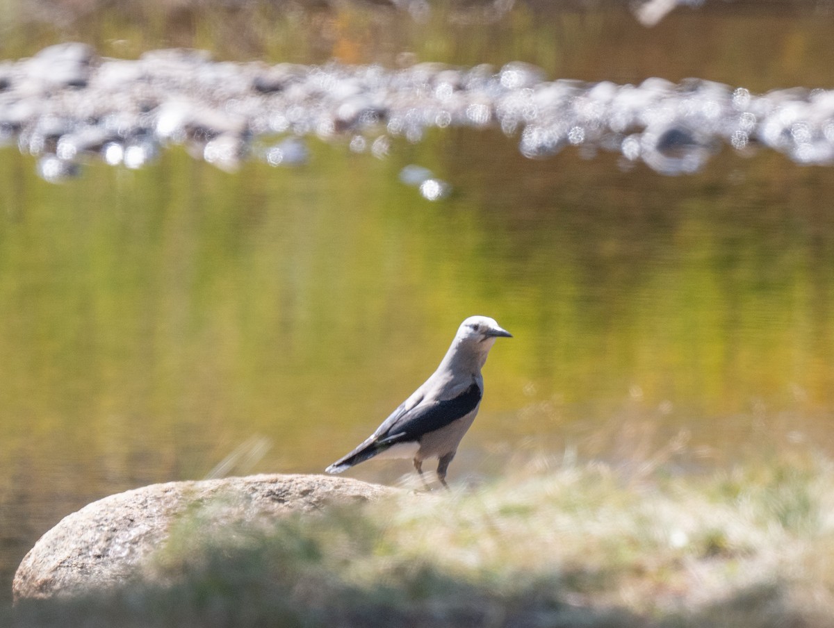Clark's Nutcracker - ML645274568