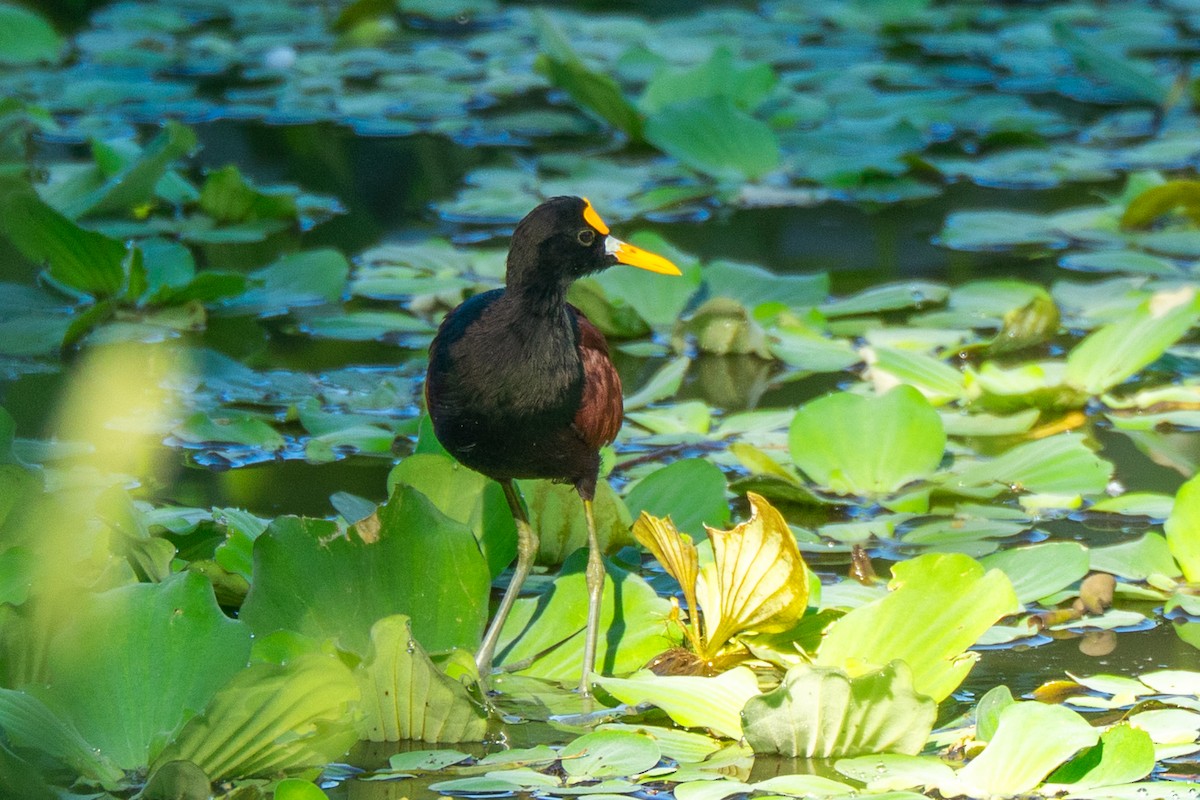 Northern Jacana - ML645274570