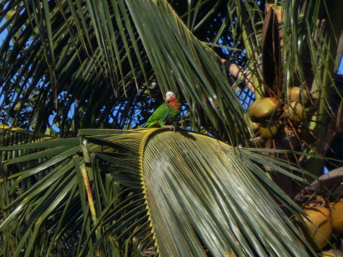 Küba Amazonu - ML645274571