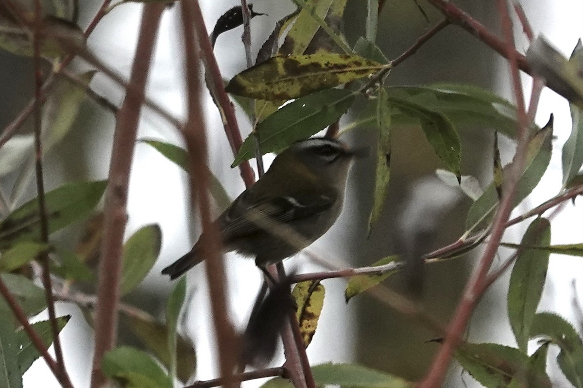 Reyezuelo Listado - ML645274575