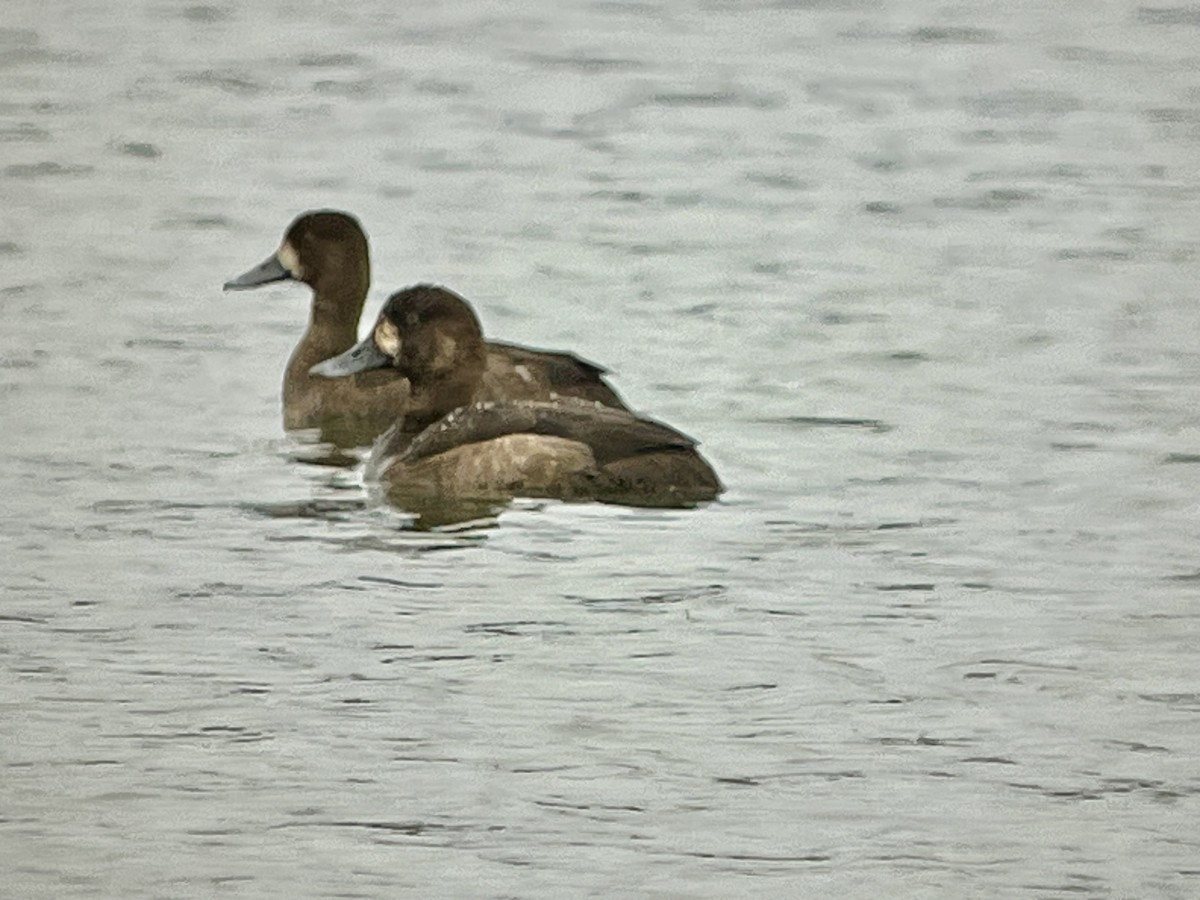 スズガモ - ML645274582