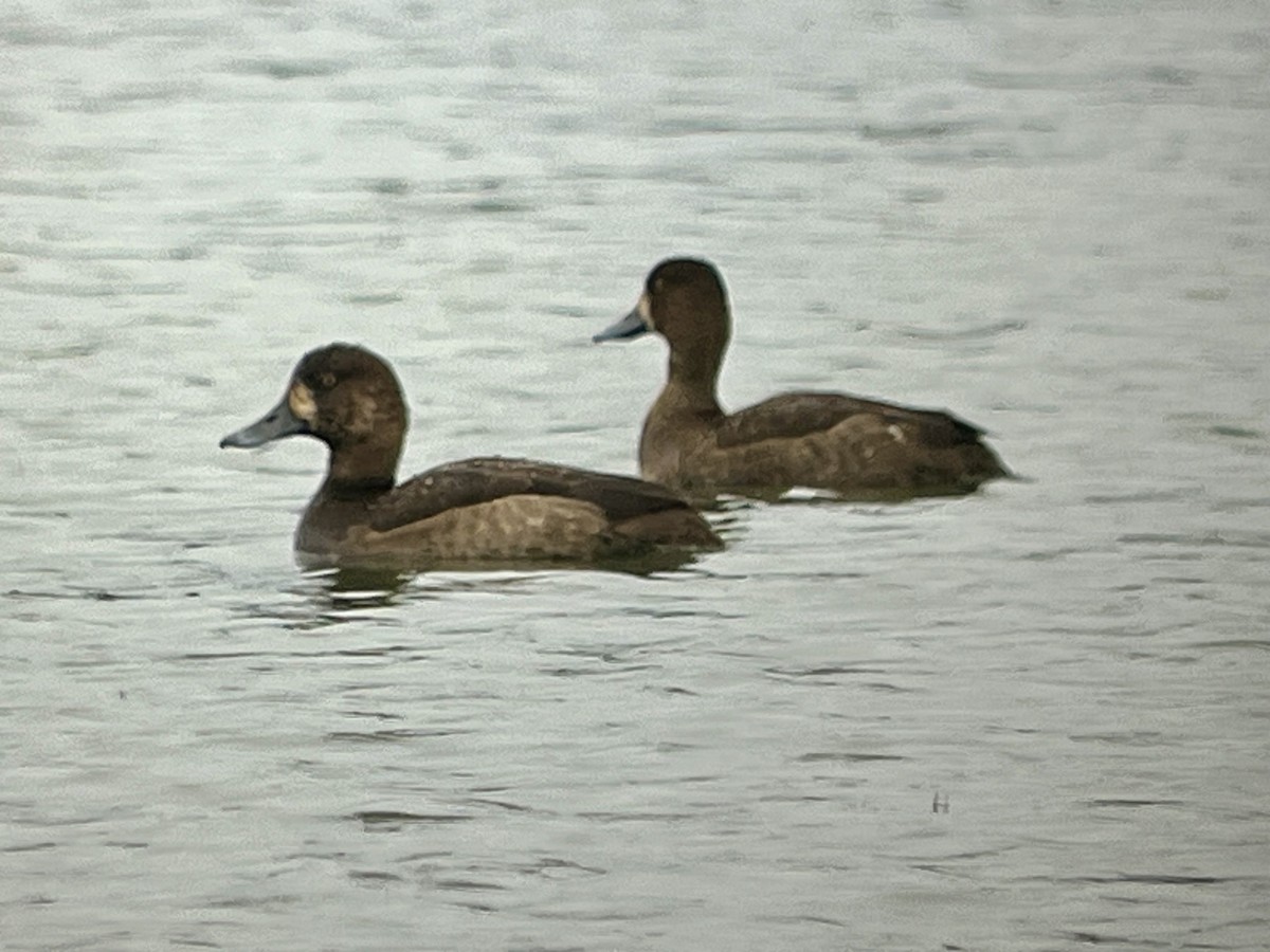 スズガモ - ML645274583