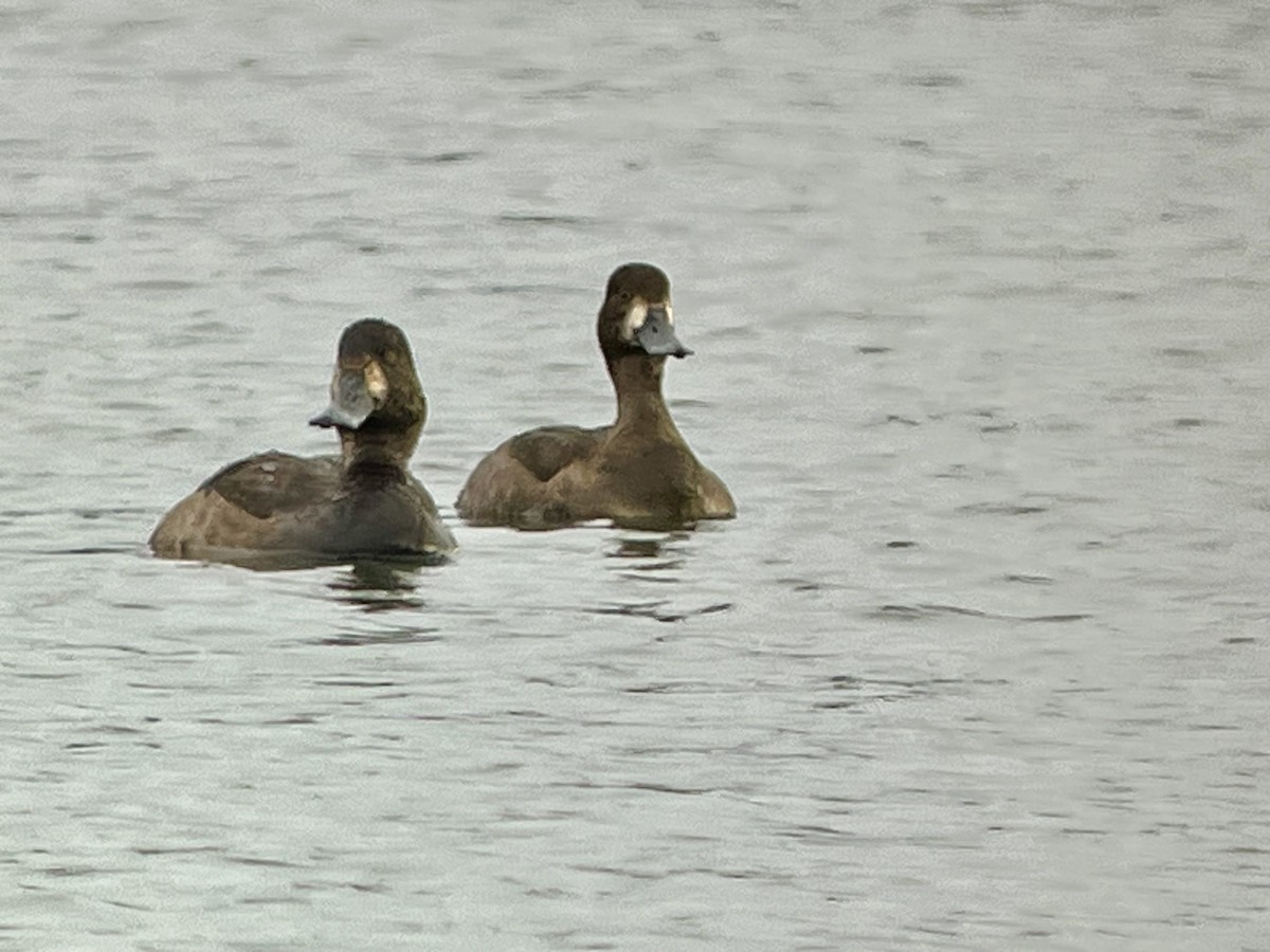 スズガモ - ML645274584