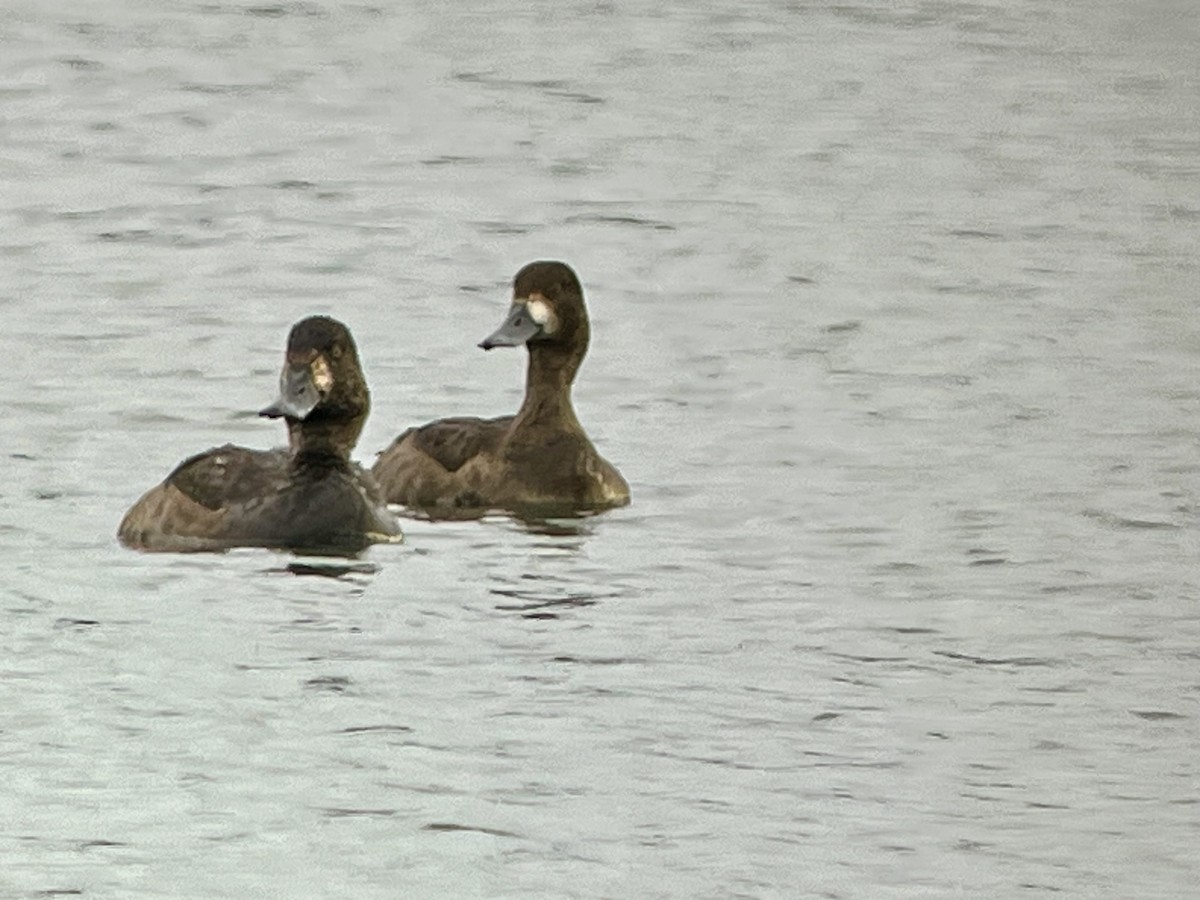 スズガモ - ML645274585