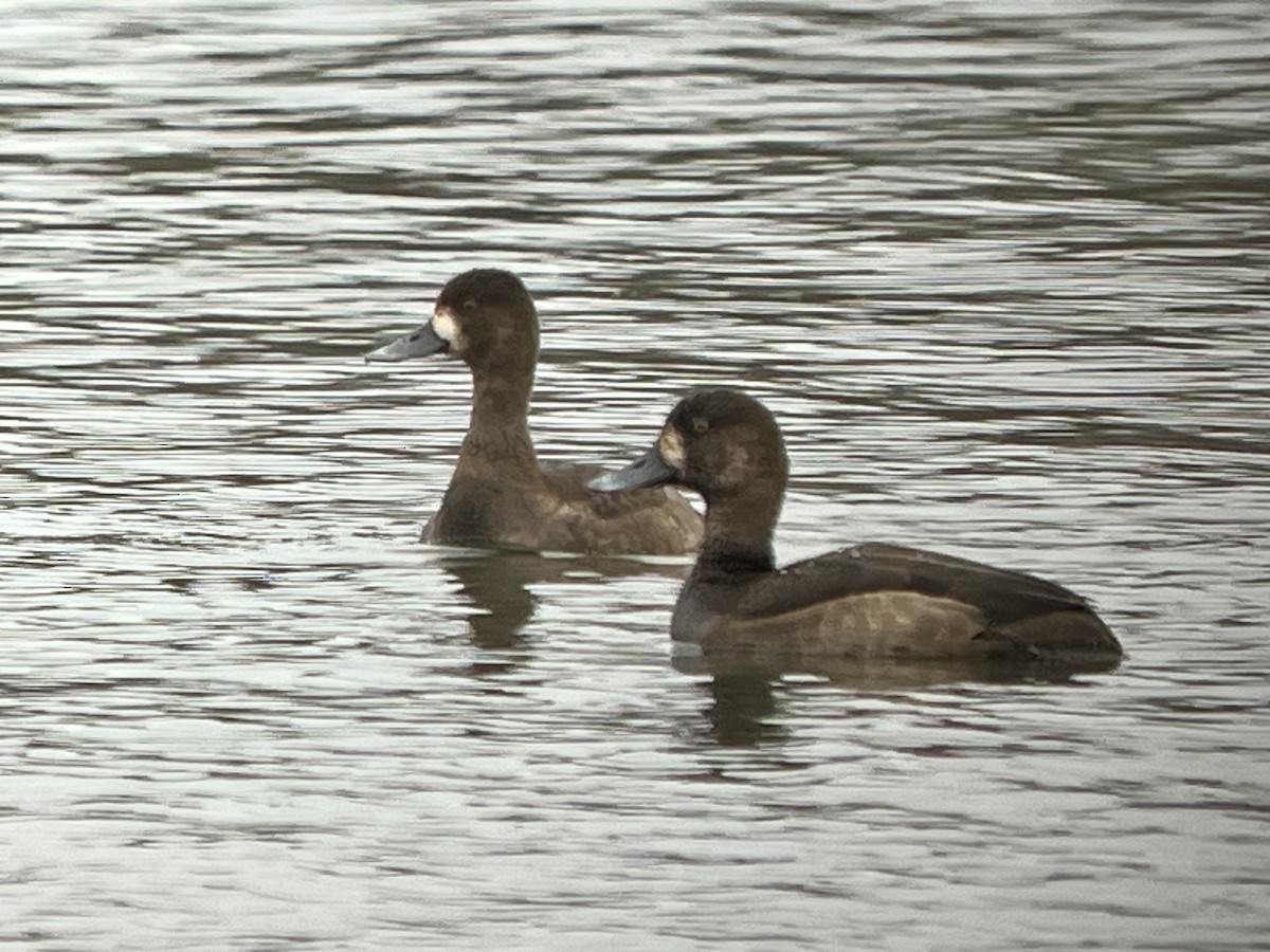 スズガモ - ML645274588