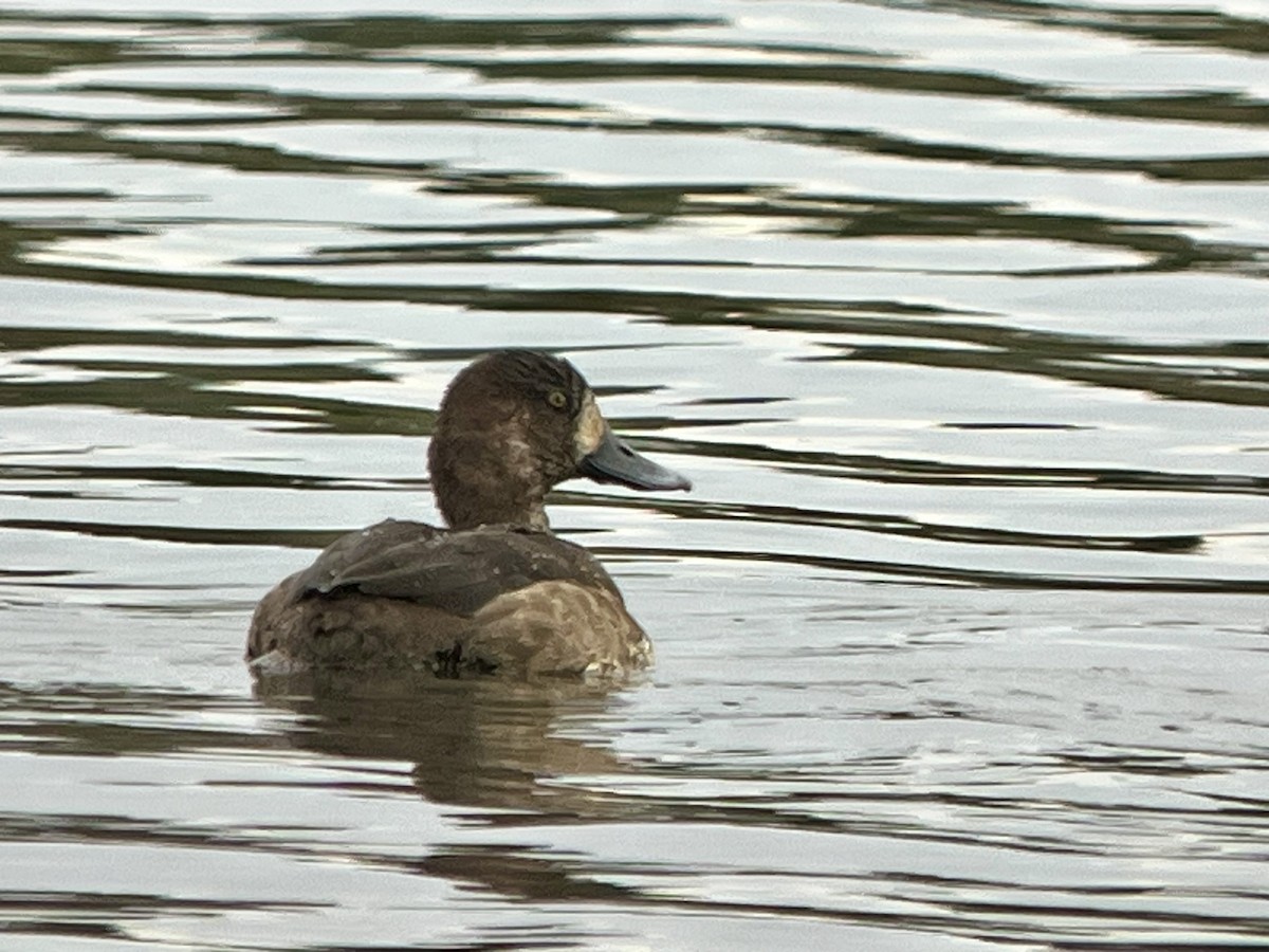 スズガモ - ML645274589