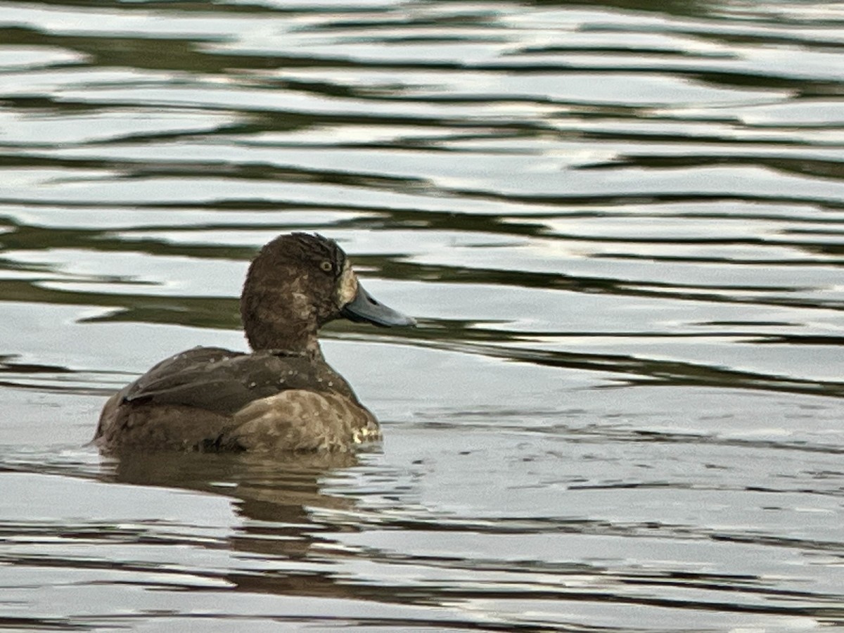 スズガモ - ML645274591