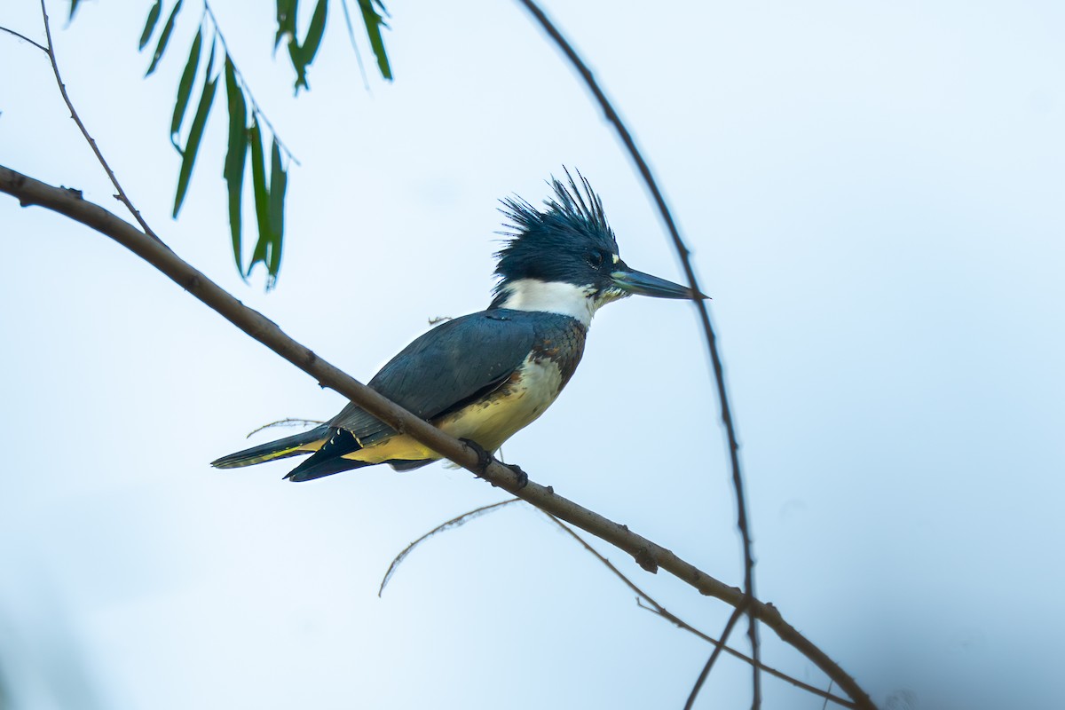 Belted Kingfisher - ML645274594