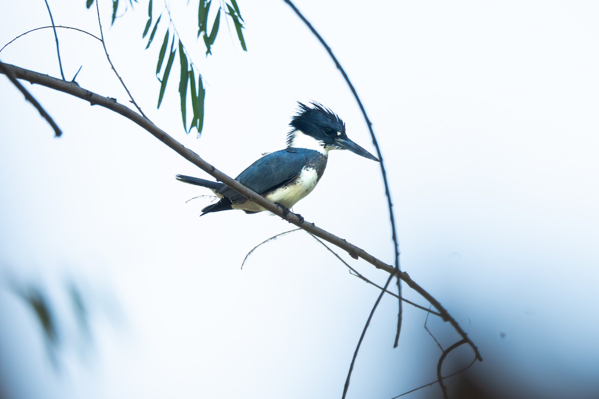 Belted Kingfisher - ML645274595