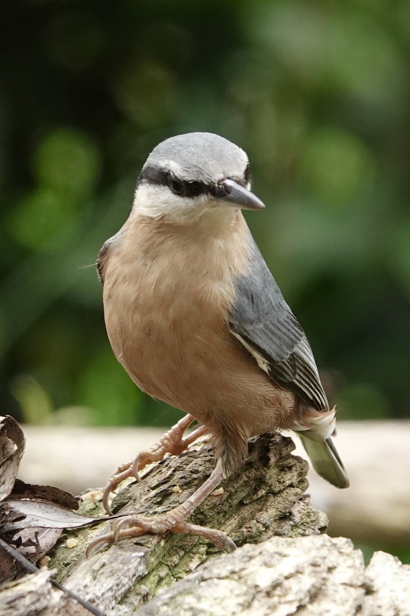 Garrapo eurasiarra - ML645274597