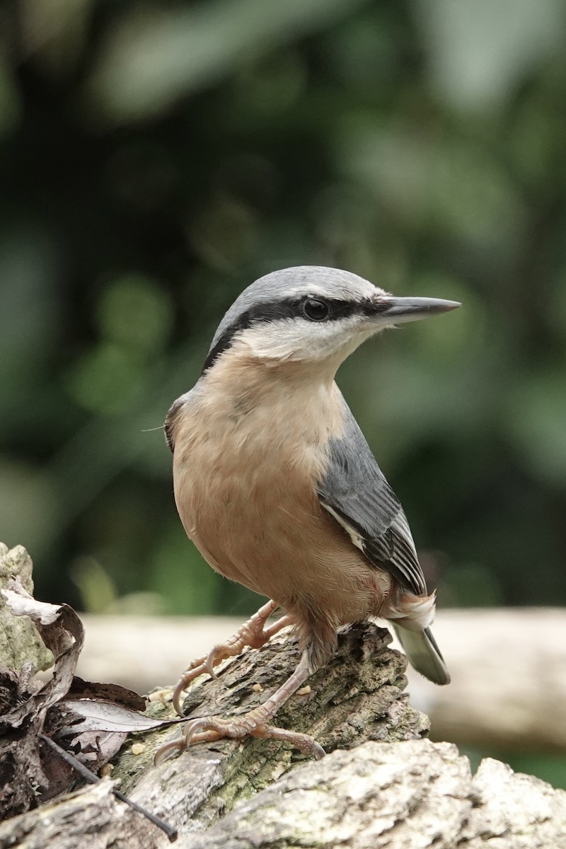 Garrapo eurasiarra - ML645274599