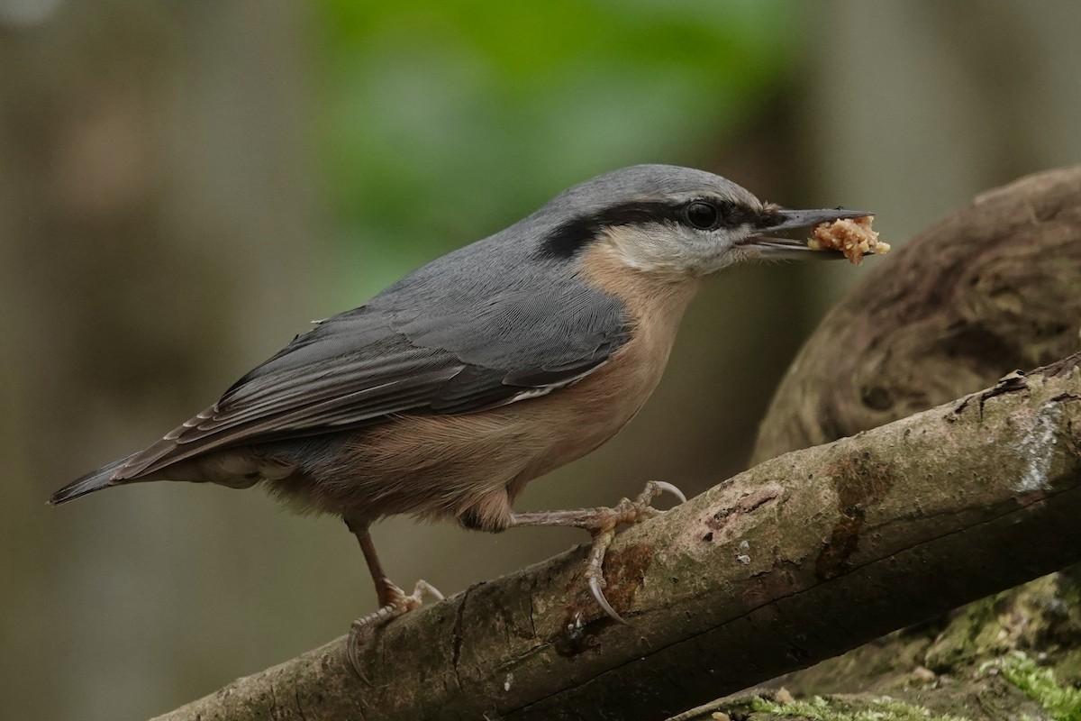 Garrapo eurasiarra - ML645274600