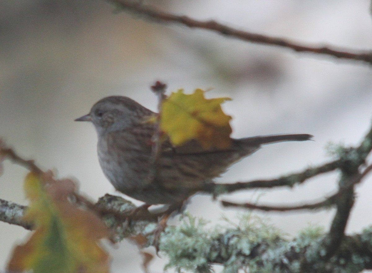 Dunnock - ML645274602