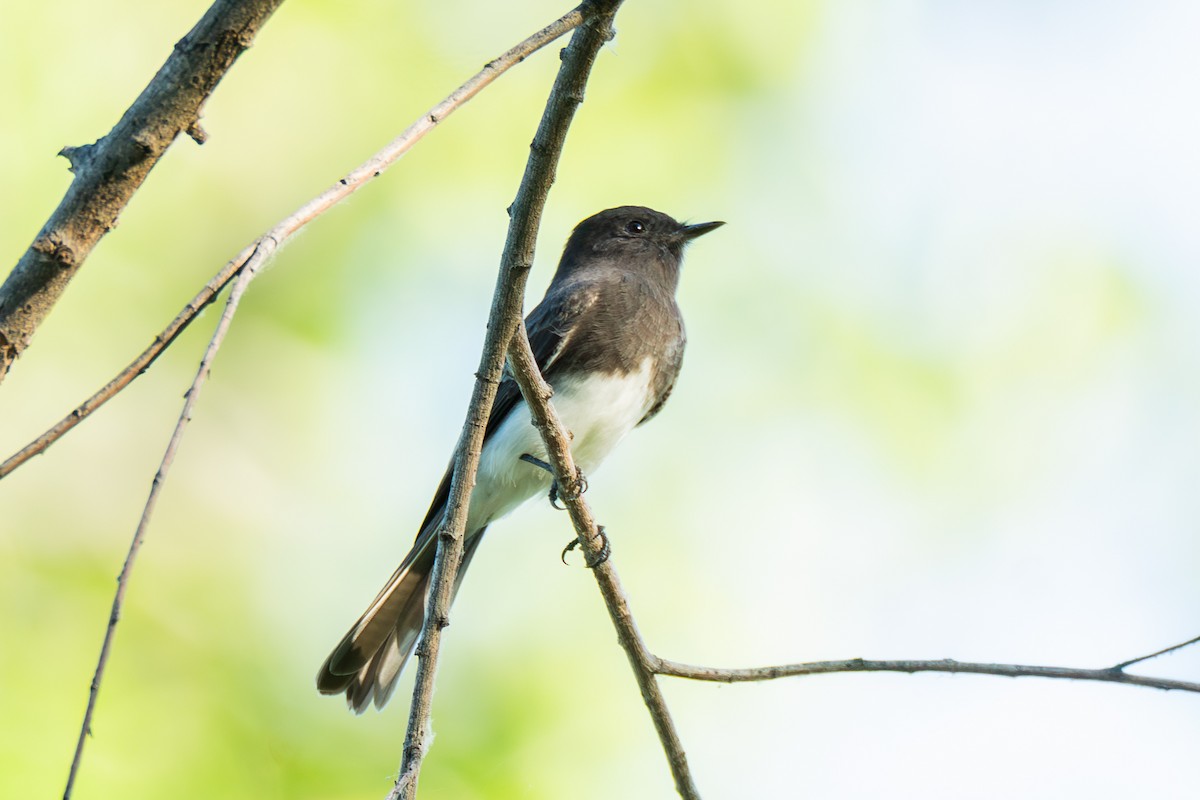 Black Phoebe - ML645274605