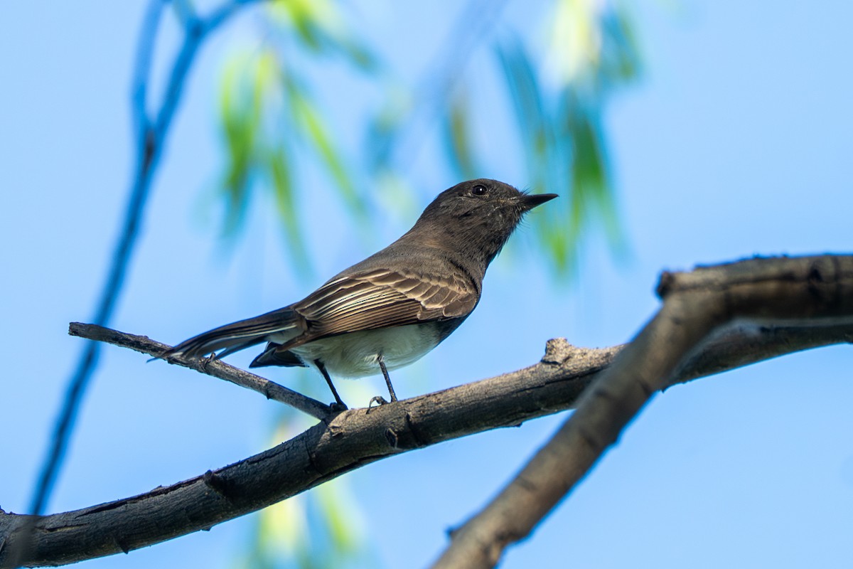 Black Phoebe - ML645274606