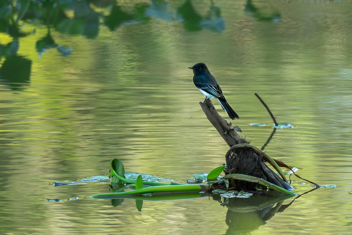 Black Phoebe - ML645274607