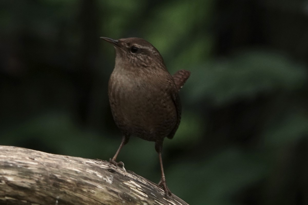 Chochín Paleártico - ML645274610
