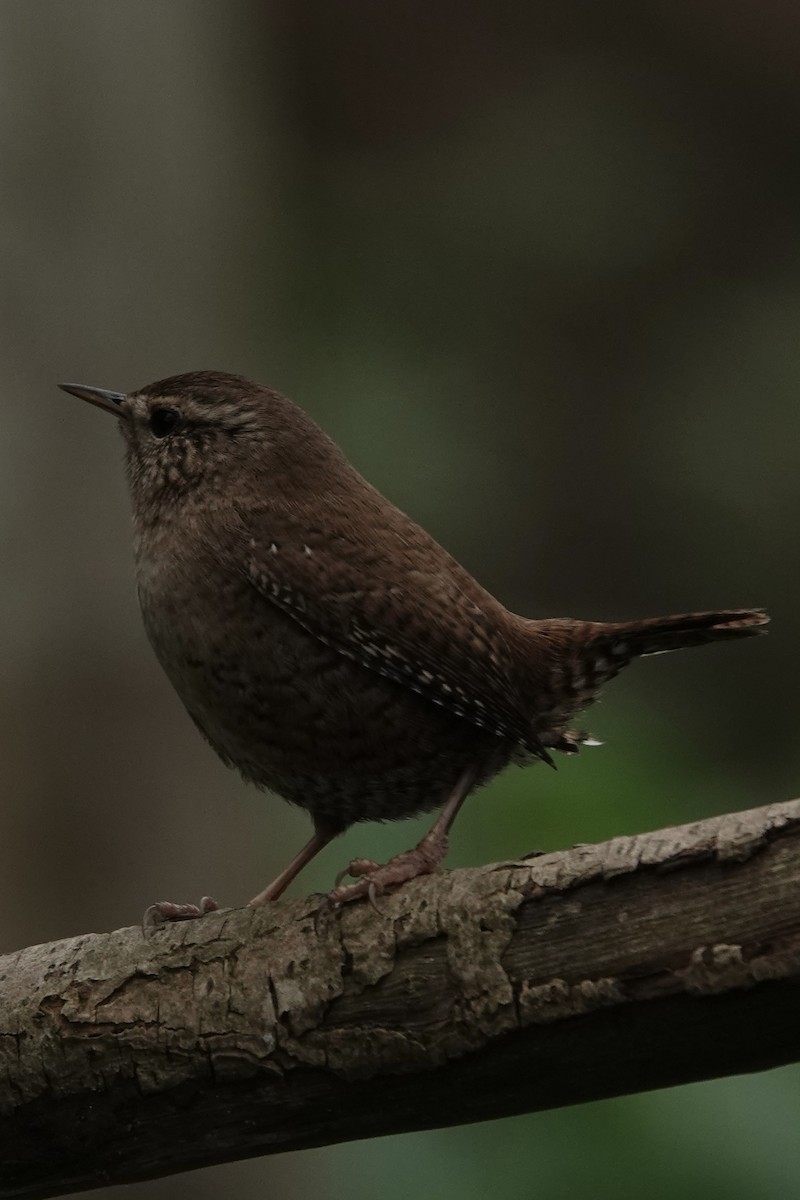 Chochín Paleártico - ML645274611