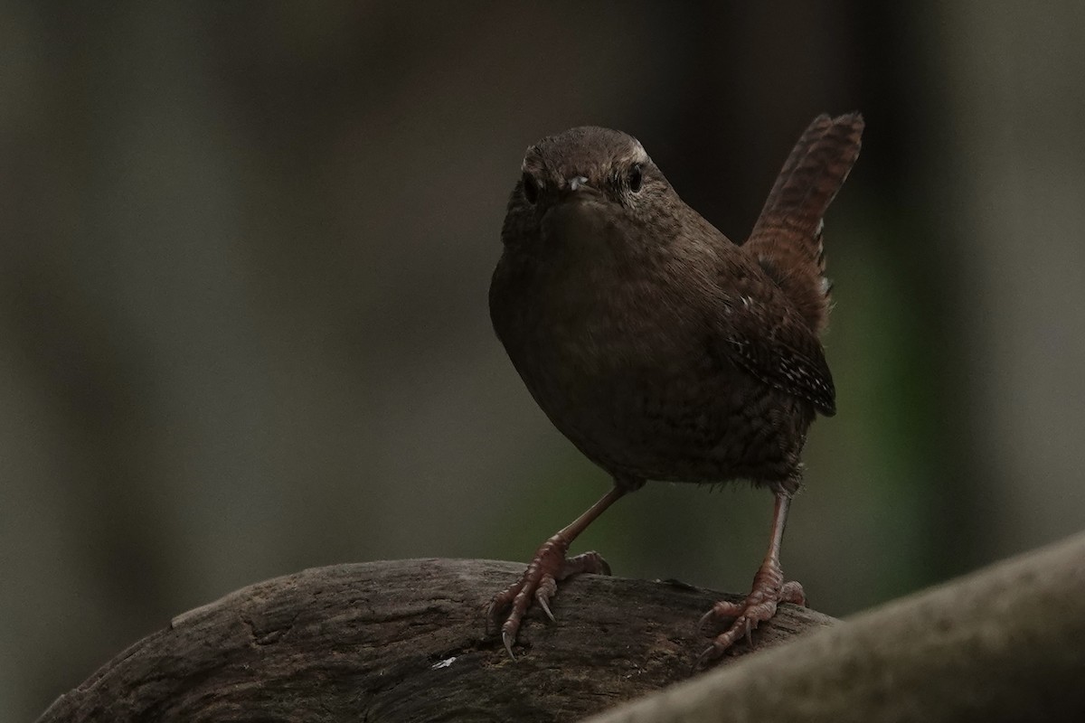 Chochín Paleártico - ML645274612