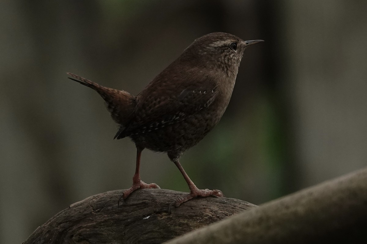 Chochín Paleártico - ML645274613