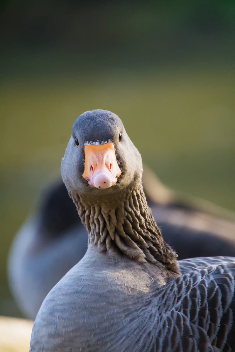 Graylag Goose - ML645274615