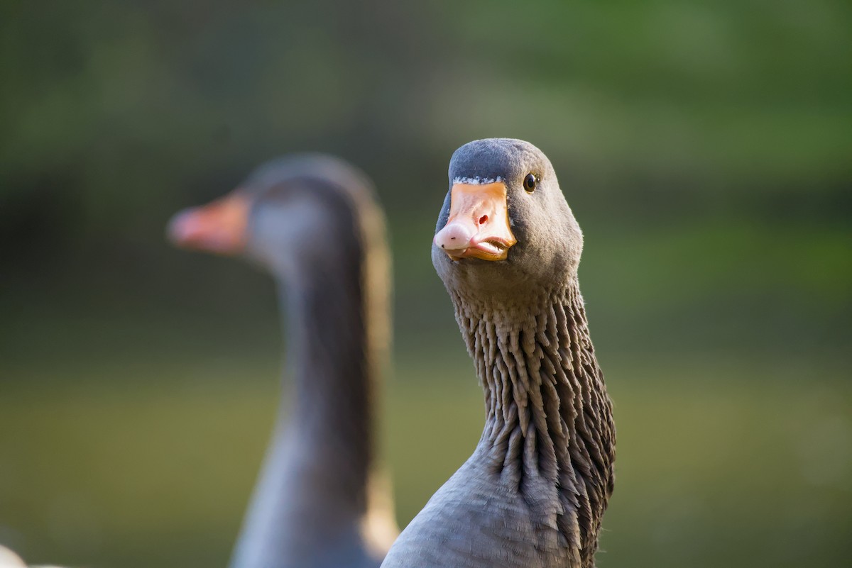 Graylag Goose - ML645274616