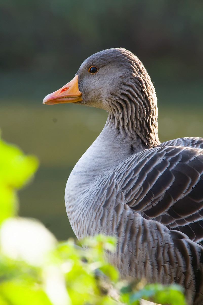 Graylag Goose - ML645274618