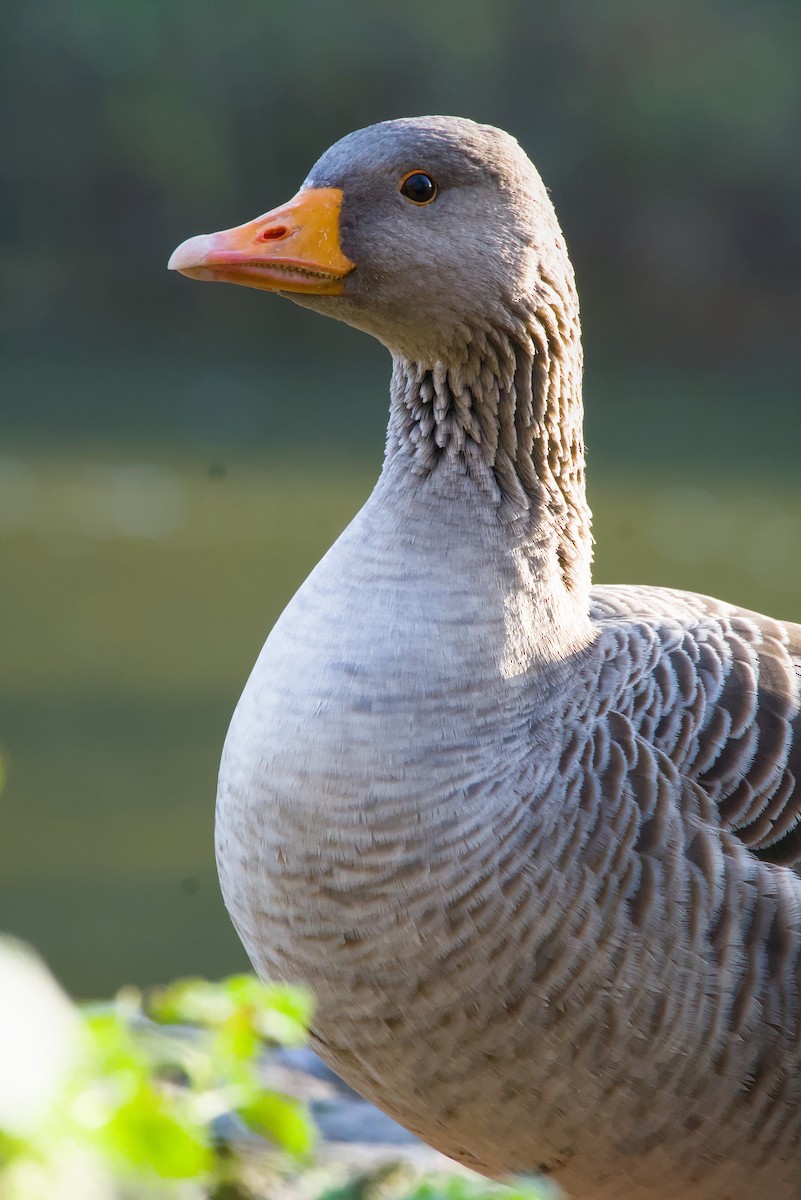 Graylag Goose - ML645274619
