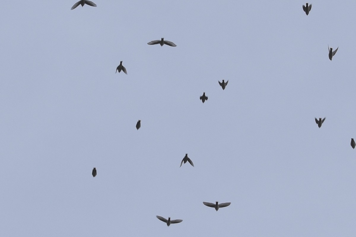 黃連雀 - ML645274623