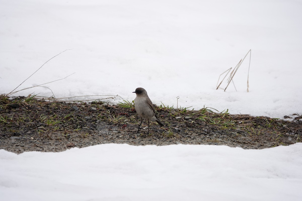 Dormilon bistré - ML645274630