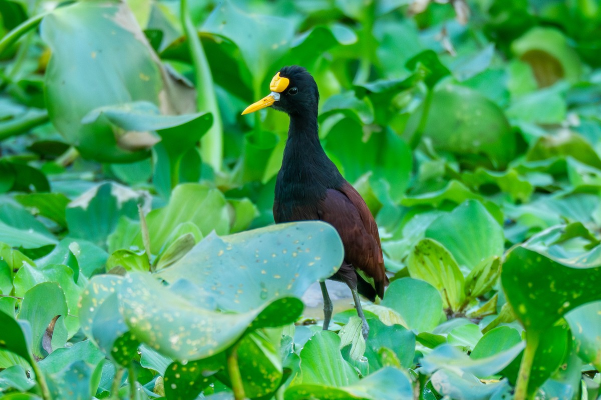Northern Jacana - ML645274644