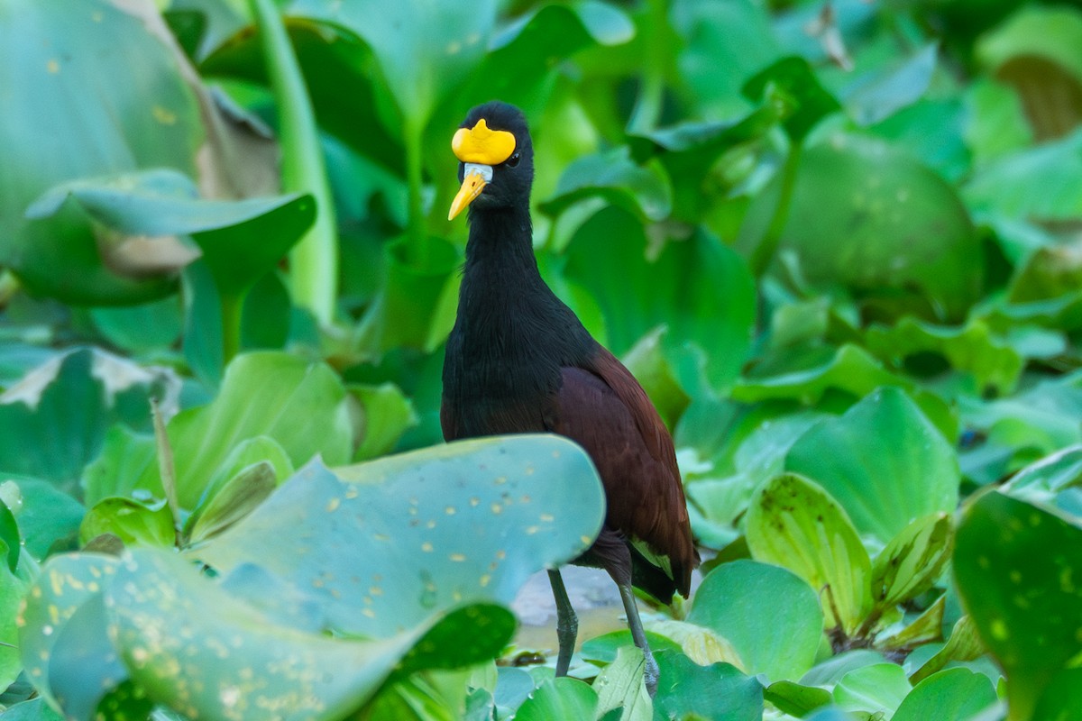 Northern Jacana - ML645274645