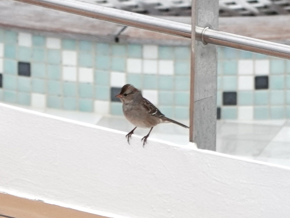 White-crowned Sparrow - ML645274652