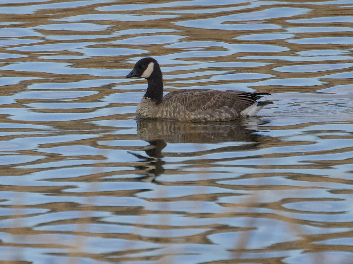 小加拿大雁 - ML645274655
