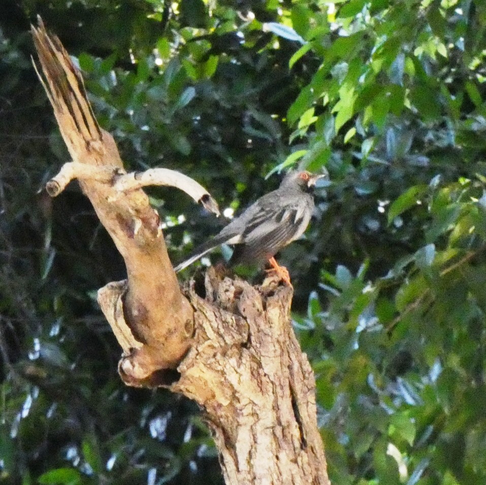 Western Red-legged Thrush - ML645274658