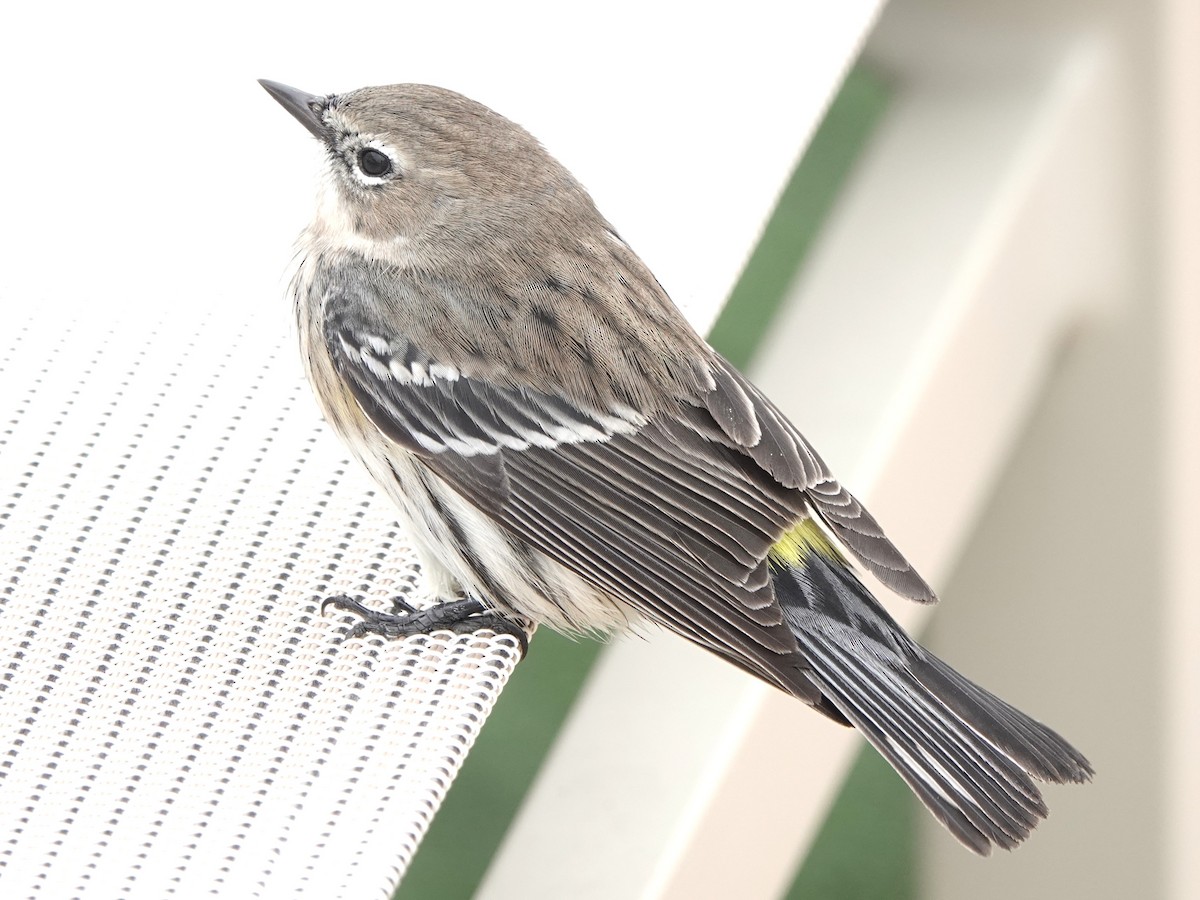 Yellow-rumped Warbler - ML645274661