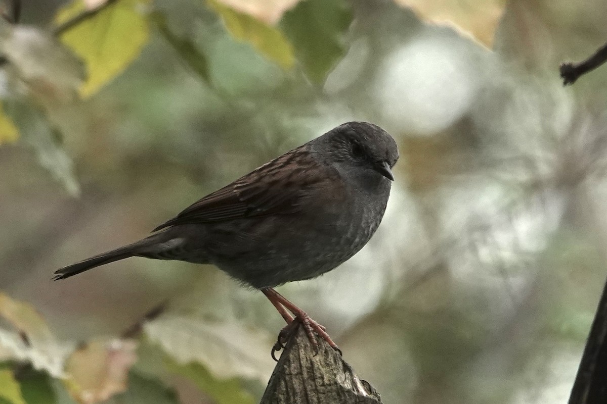 Dunnock - ML645274663