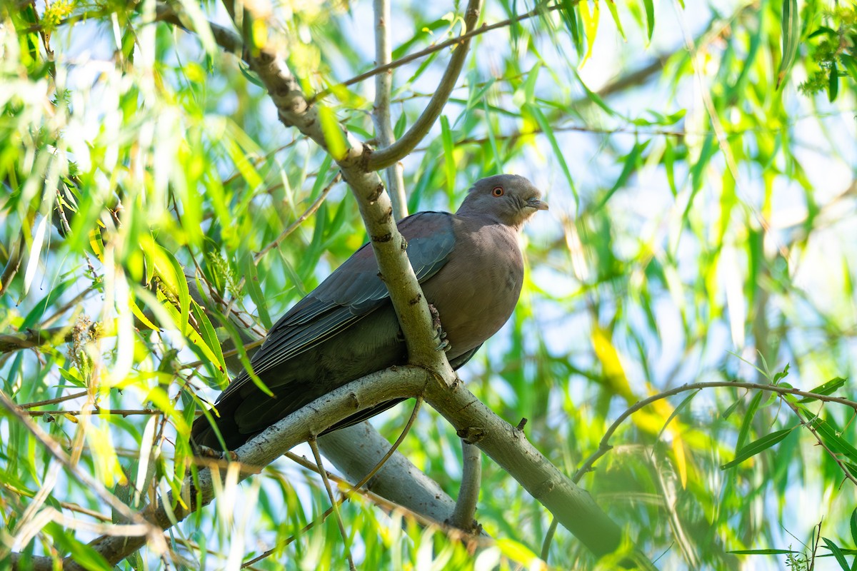 Red-billed Pigeon - ML645274679