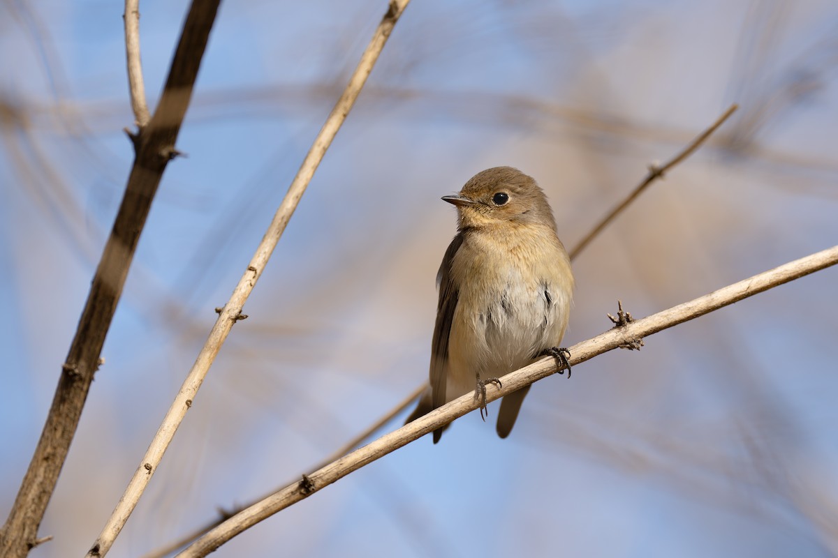 Red-breasted Flycatcher - ML645274680