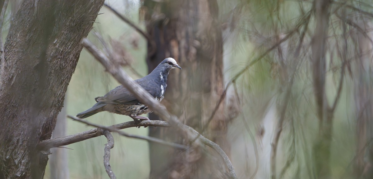 Wongataube - ML645274689