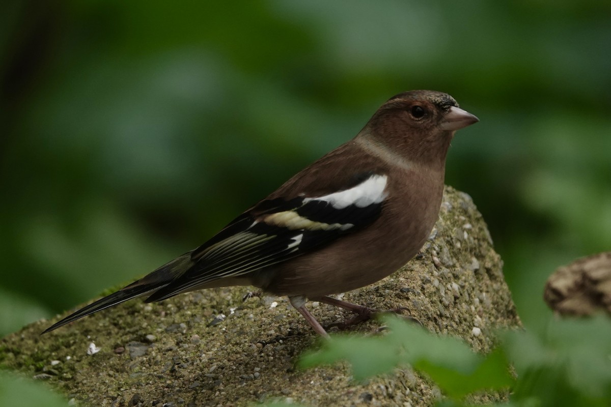 Pinzón Vulgar - ML645274698