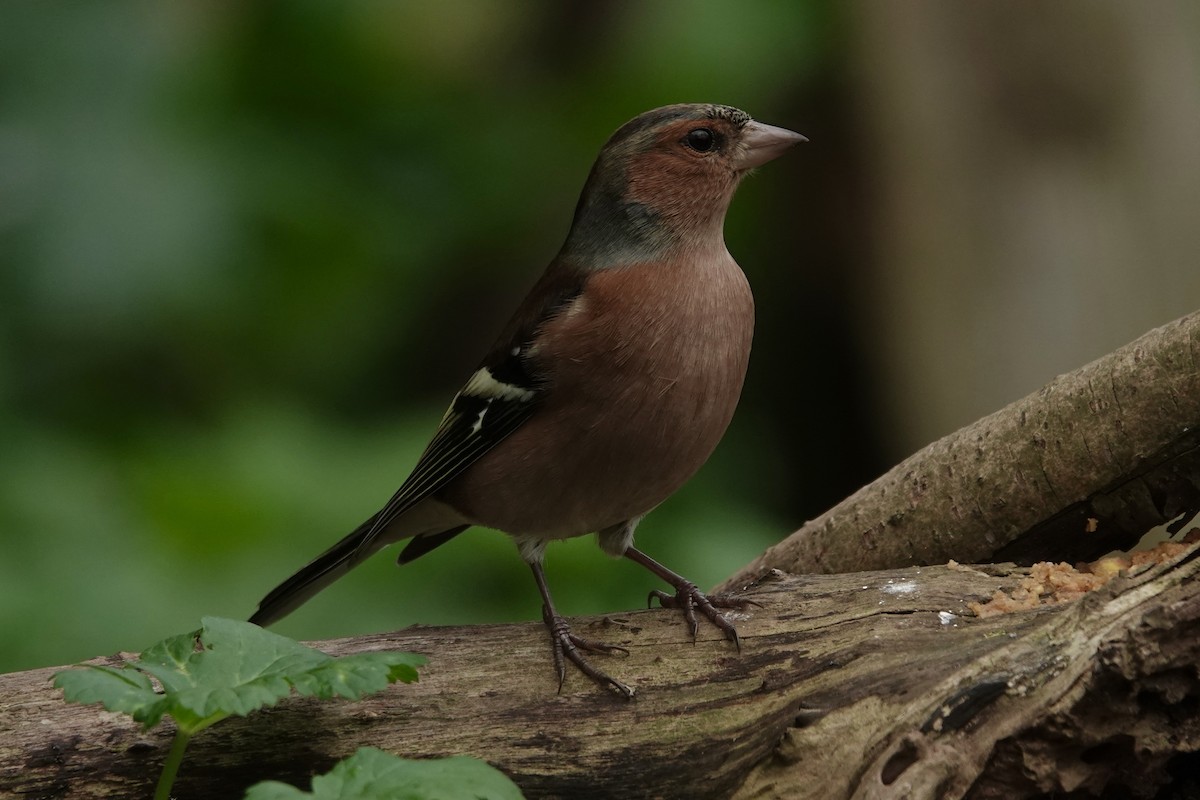 Pinzón Vulgar - ML645274699