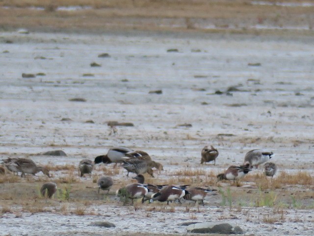 American Wigeon - ML645274704