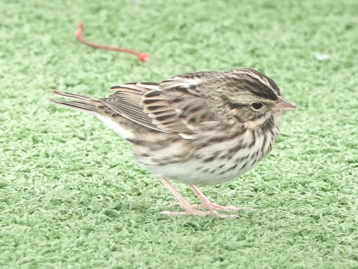 Savannah Sparrow - ML645274723