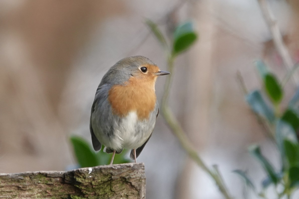 Petirrojo Europeo - ML645274724