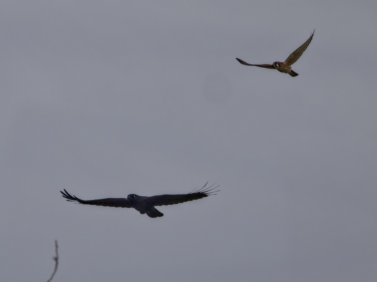American Kestrel - ML645274740
