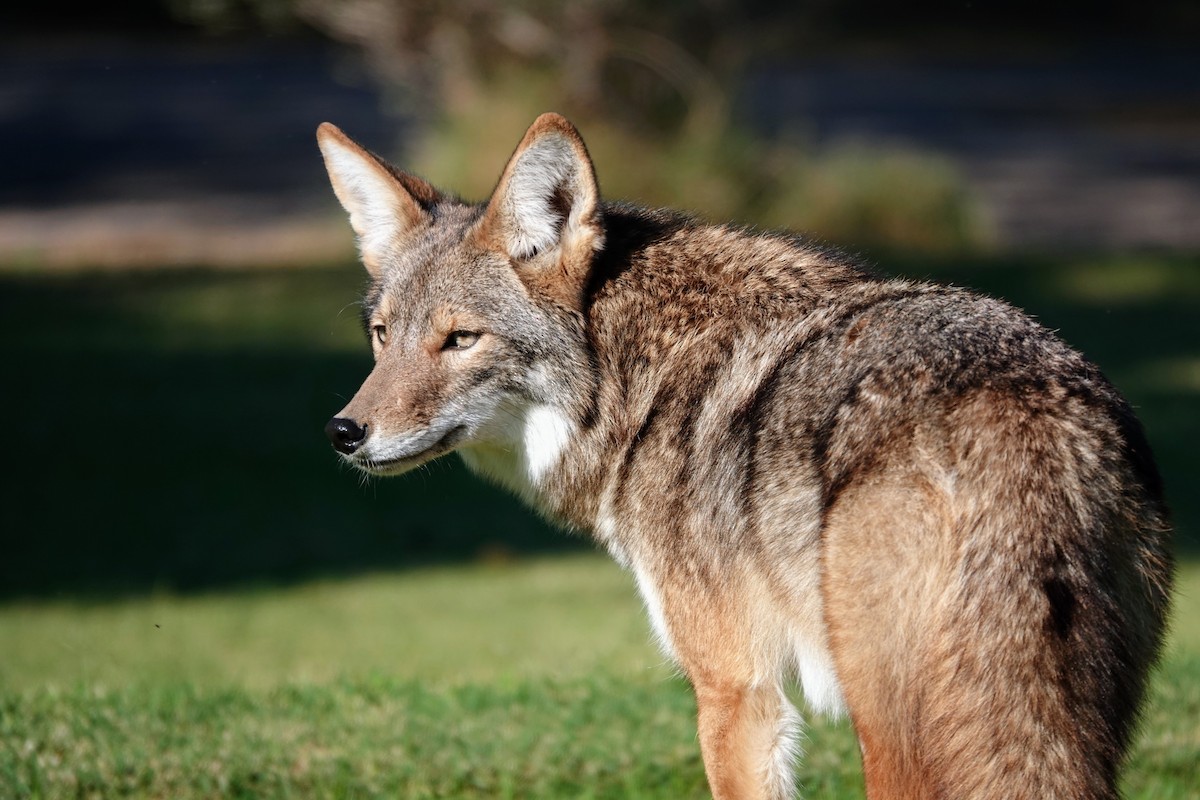 Kojote - ML645274747