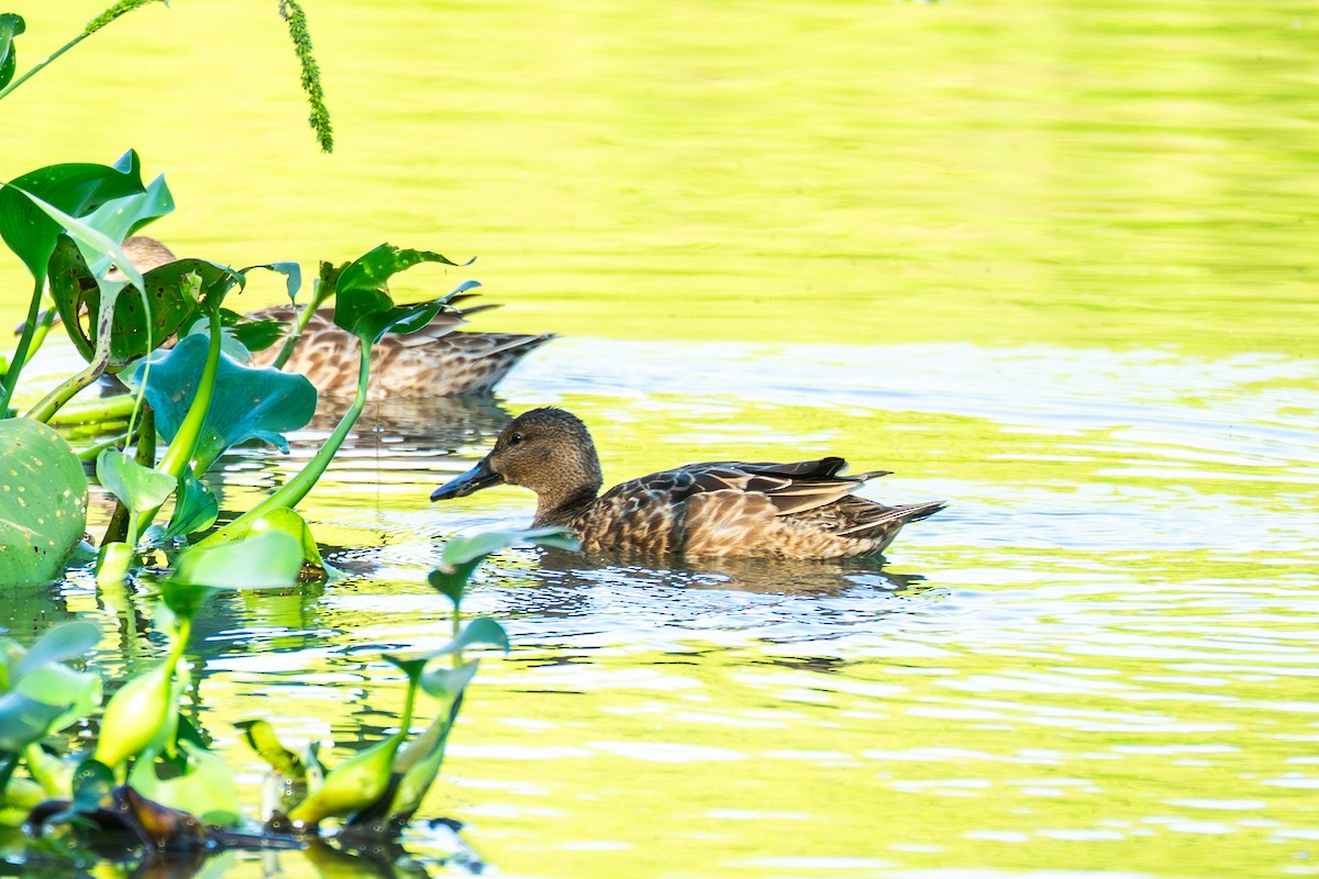 Cinnamon Teal - ML645274748