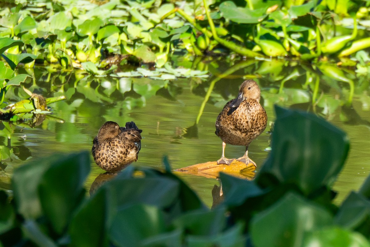Cinnamon Teal - ML645274749