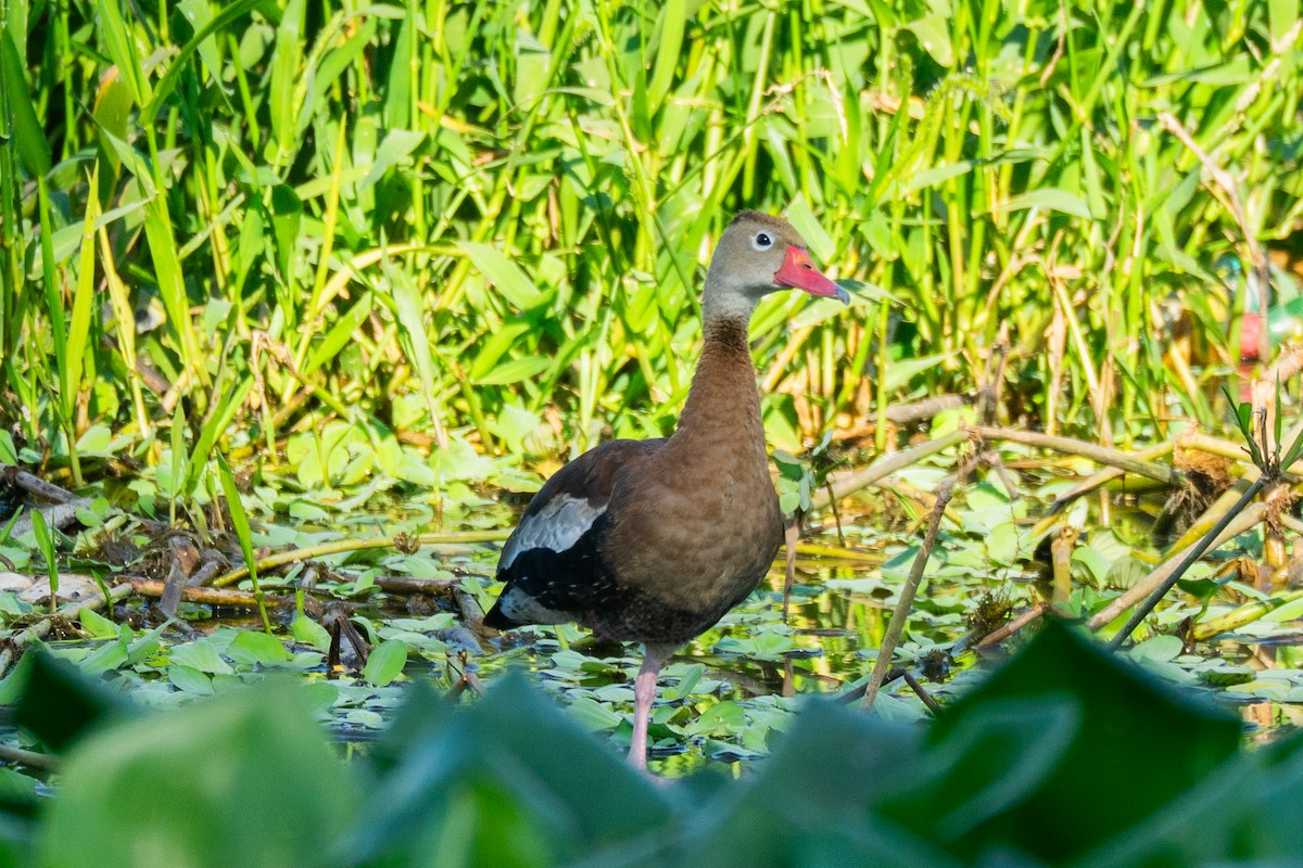 Black-bellied Whistling-Duck - ML645274766